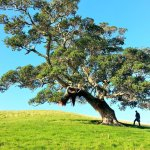 Baum37 Baumpflege und Brennholz - Göttingen - Vorschaubild
